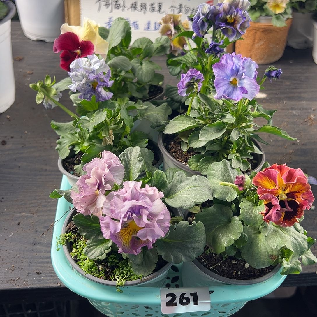 大部分花苞少量开放261号