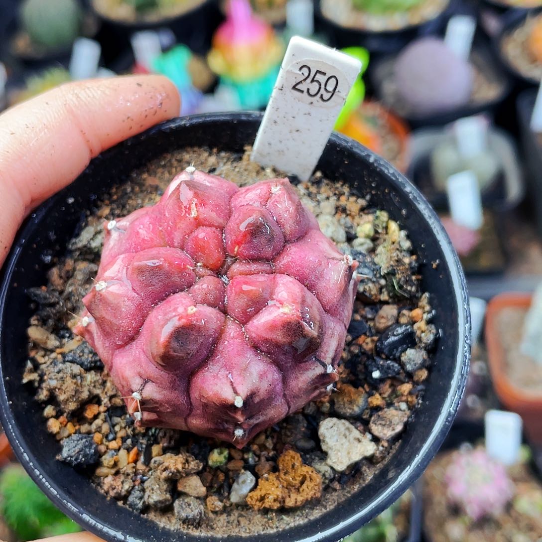 非偏远地区满25包邮仙人球