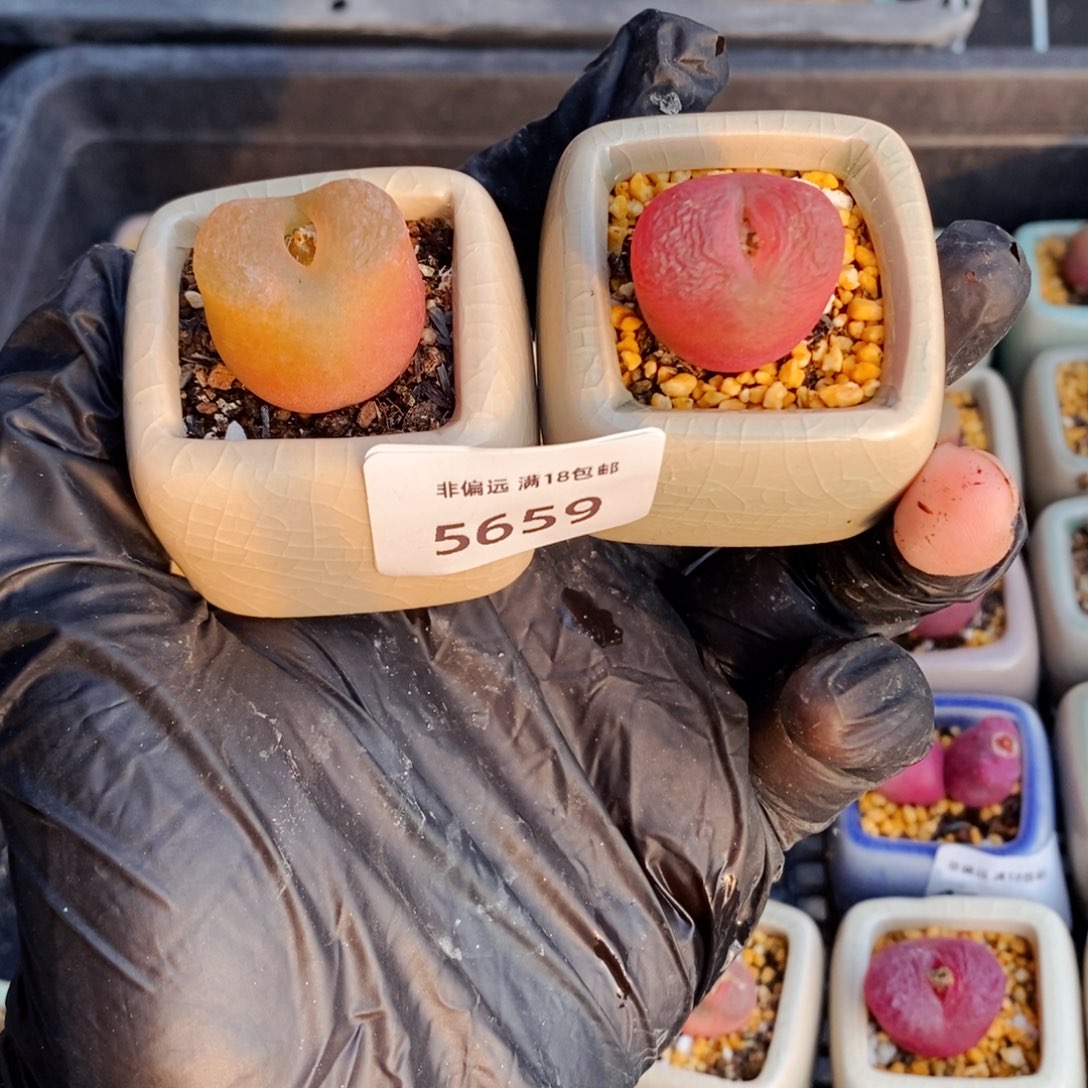 5659-一物一拍 带盆 福利