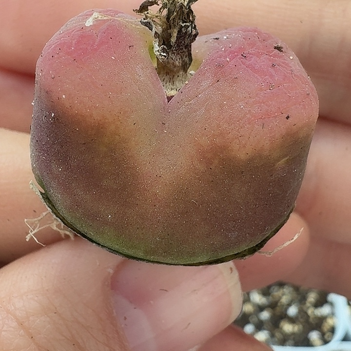 老马生石花蟠桃1813