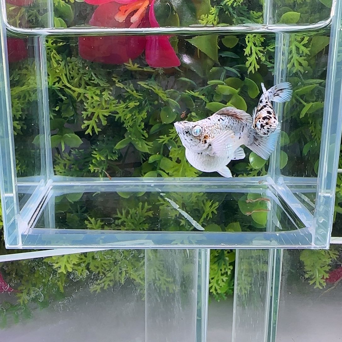 孔雀鱼钻石玛丽鱼，五花牛