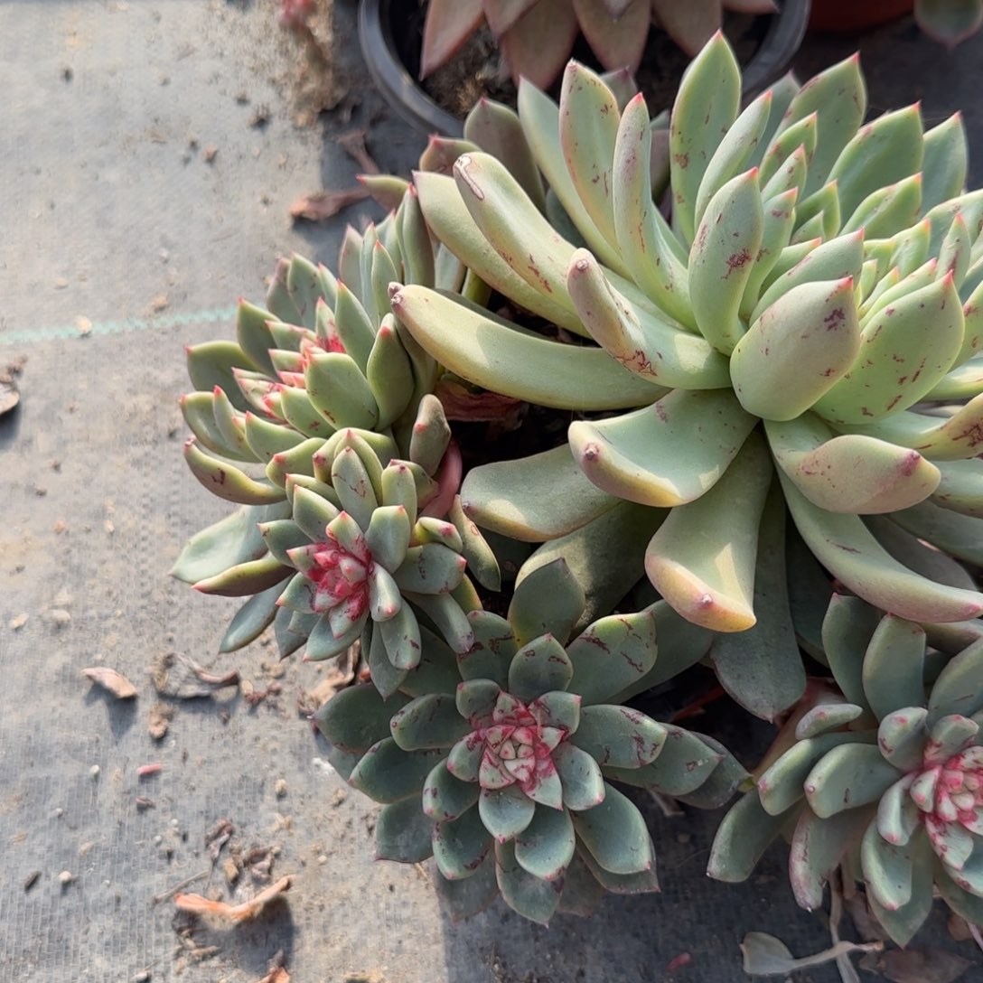 火***山无花朵雪燕带盆发