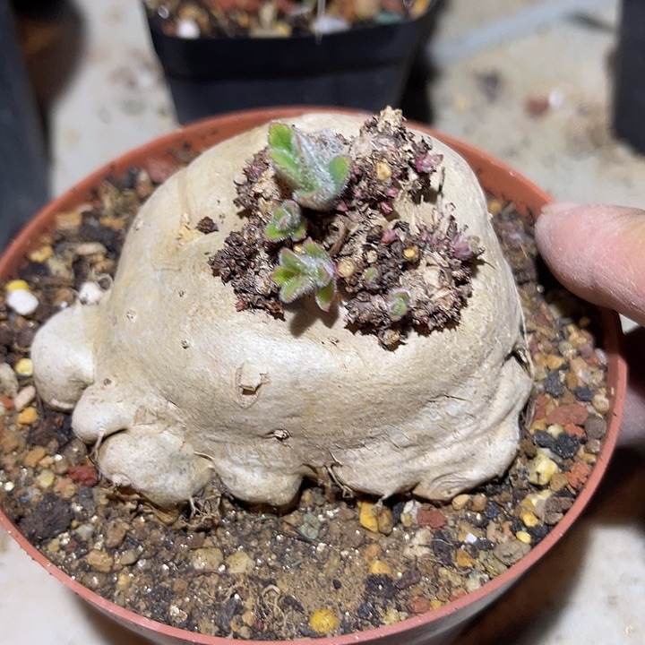 满38包邮2天凑单，脱土晾根发货多肉植物断崖香妃