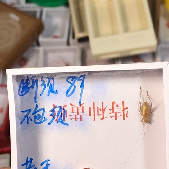 老***王蟋蟀333333333333333