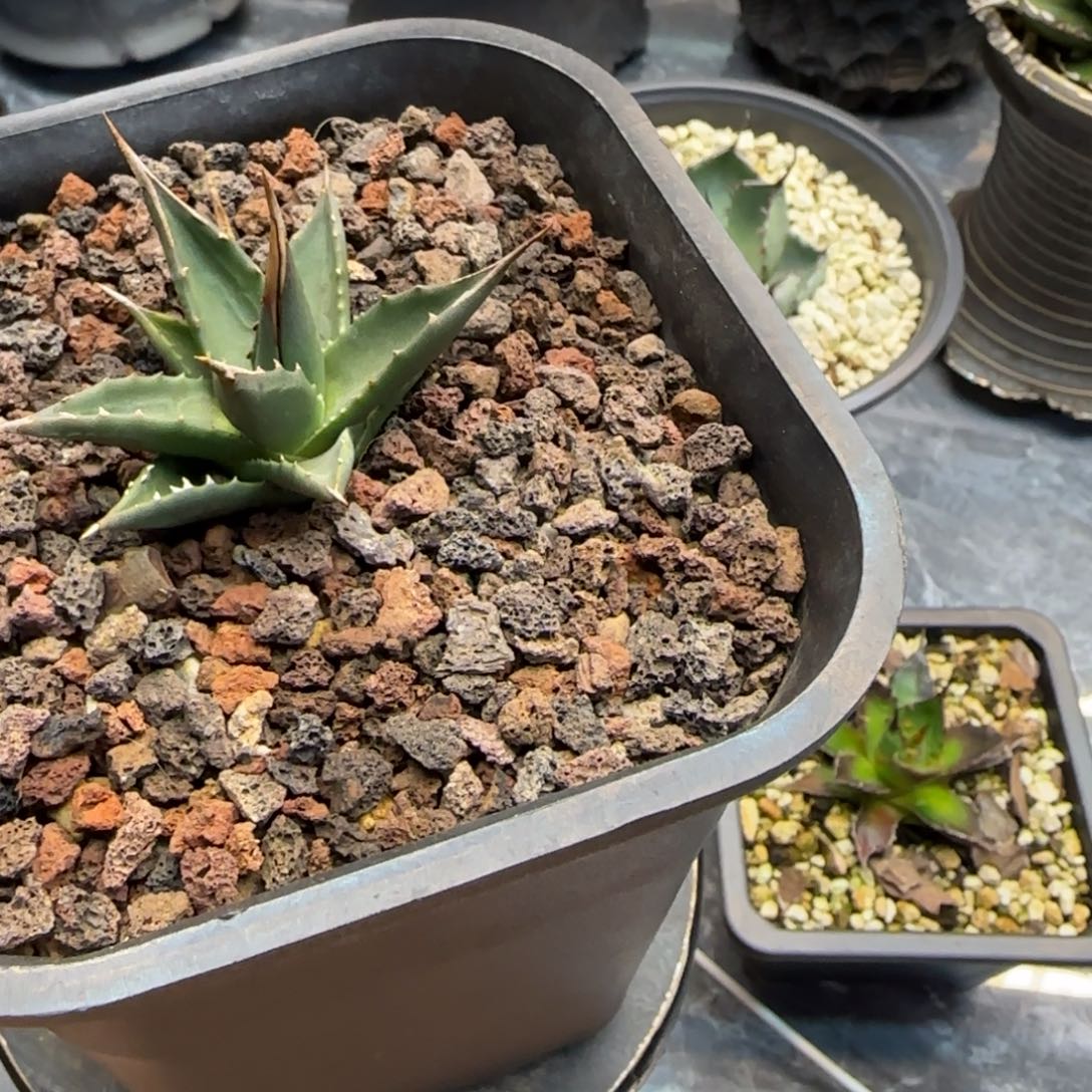 K****G两颗啦啦啦啦啦啦