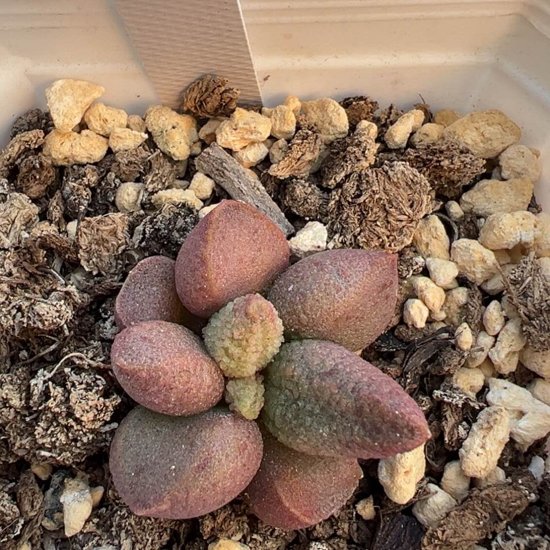实生新品多肉植物水泡