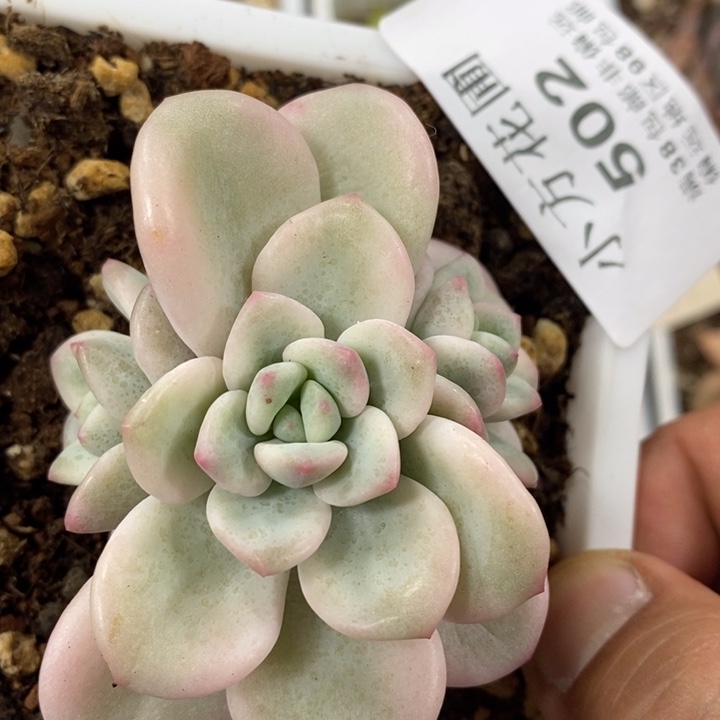 502老想水金白马锦三头