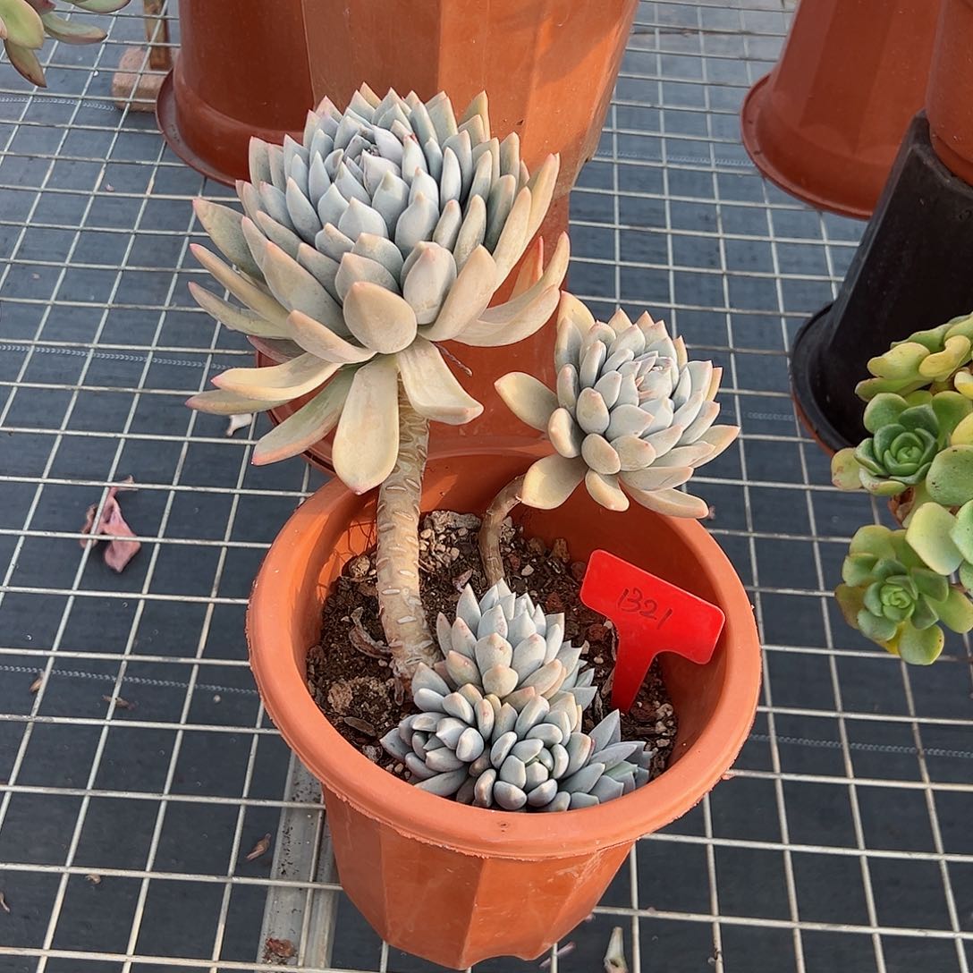 然1321胖美多肉植物