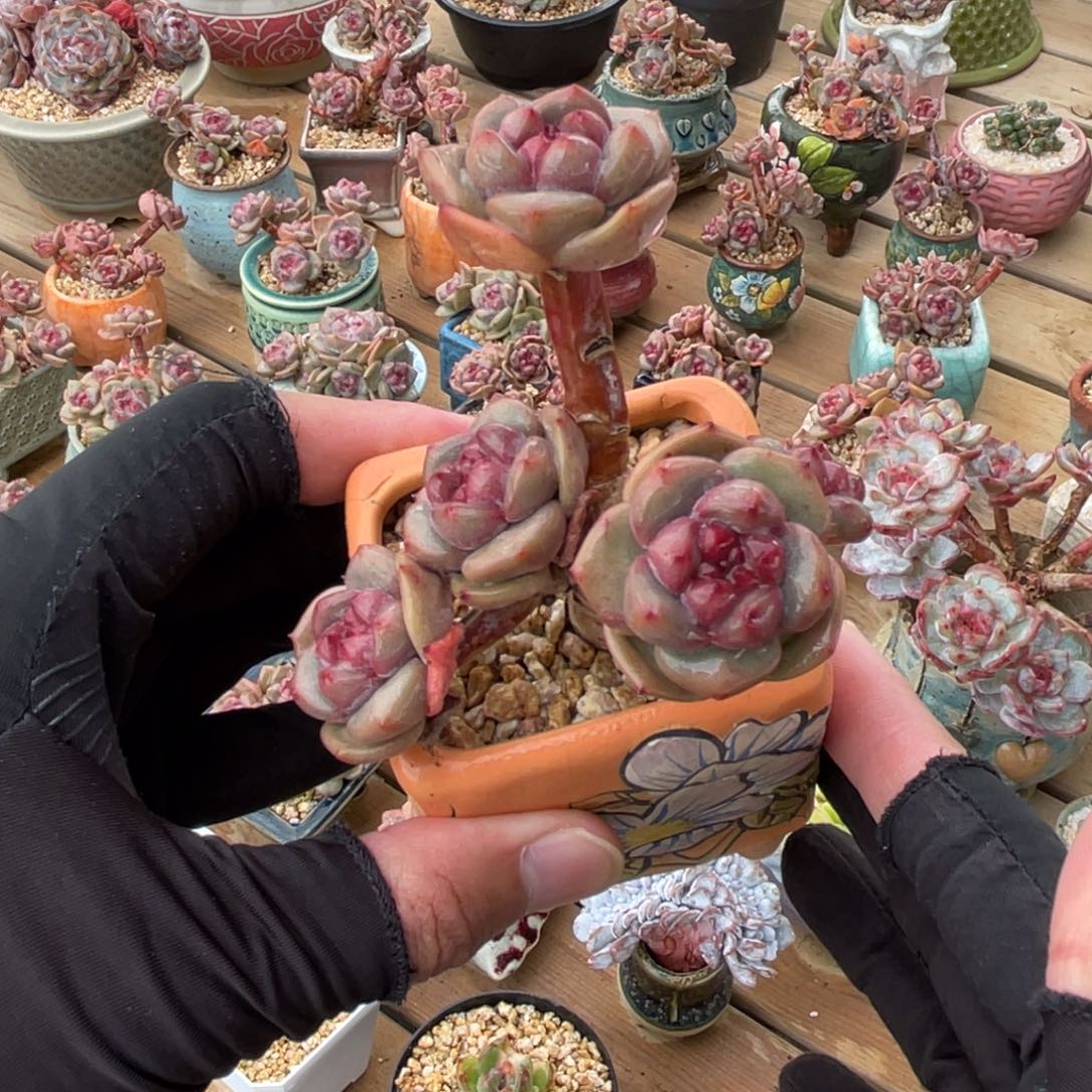 突尼斯星影一物一拍