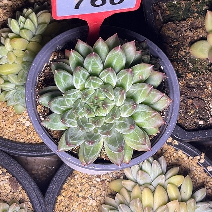 多肉植物雪花美人760