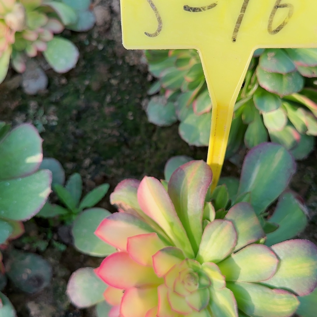 5-76---多头多肉植物