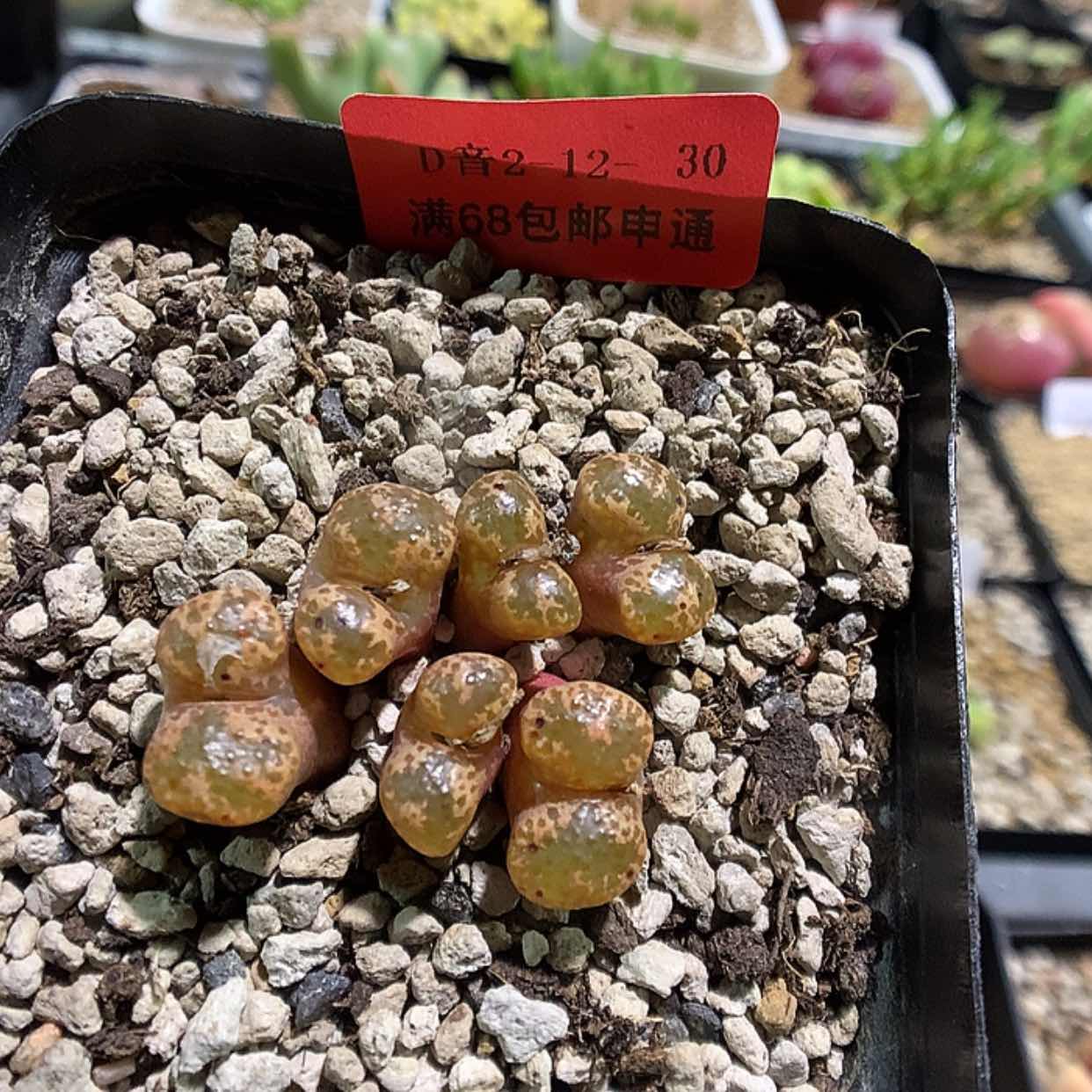 【闪购商品】2-12-30 勋章一群特 20