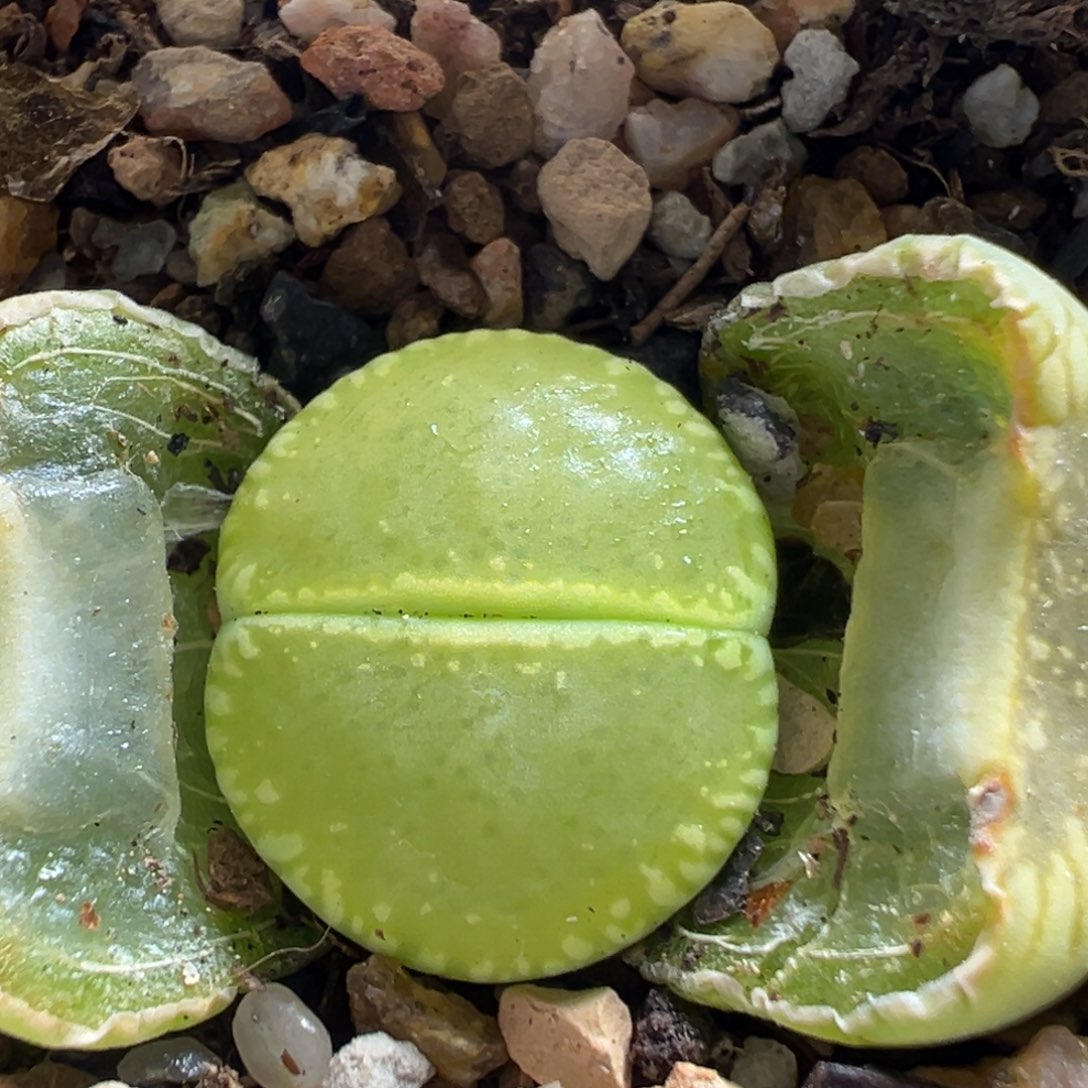 35多肉植物百科植物