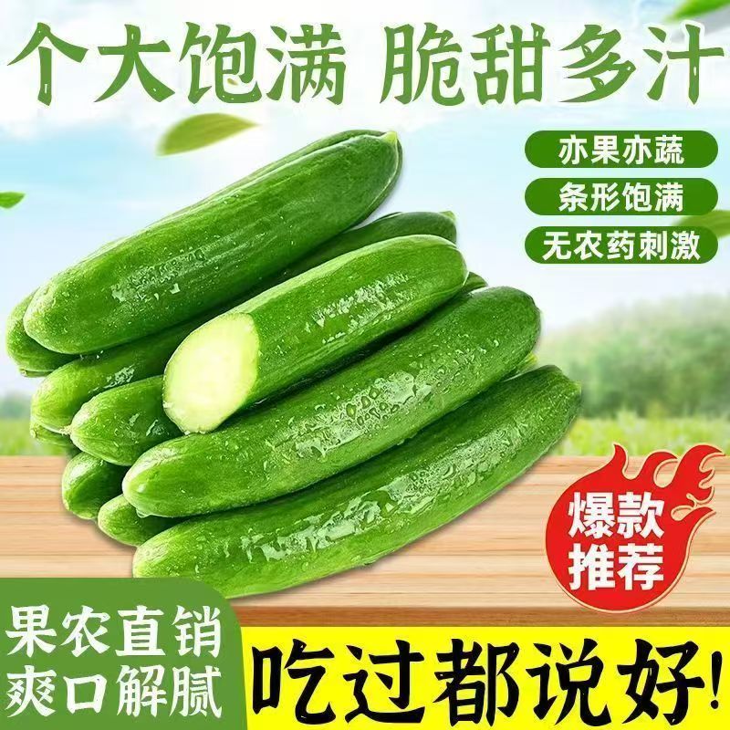 寿光 水果黄瓜 小黄瓜 现摘新鲜 无刺生吃清脆清香 产地直发