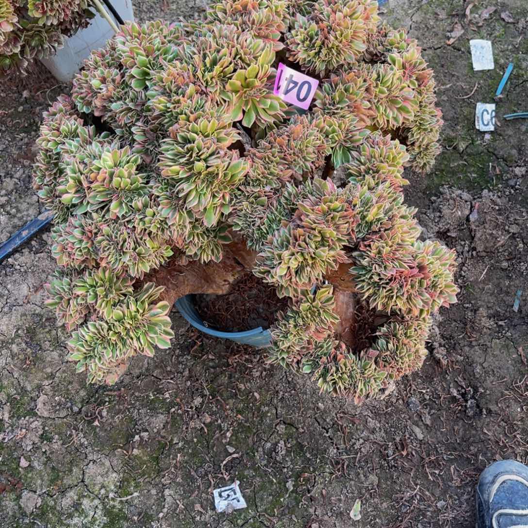 女神法师16/////38包邮