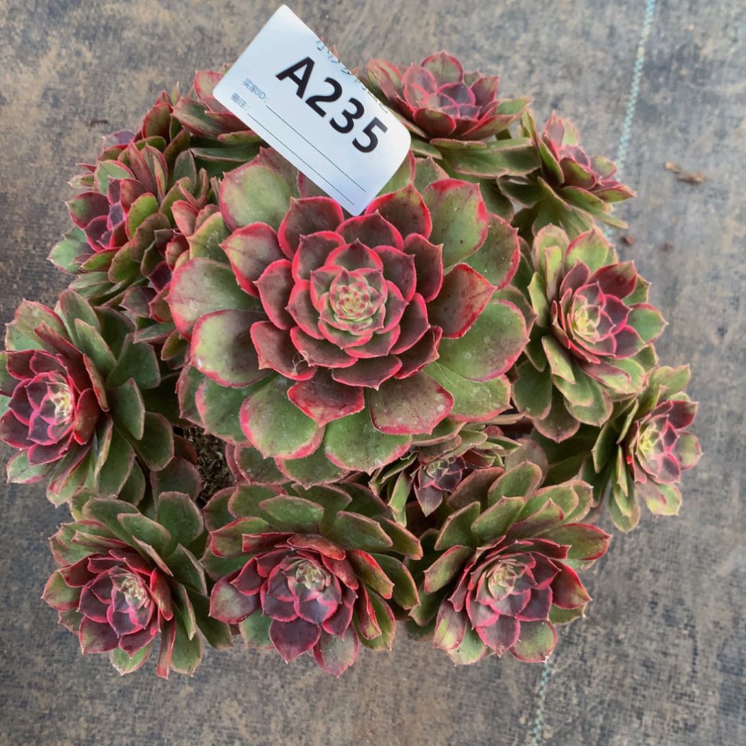 花**美粉花妖235000000