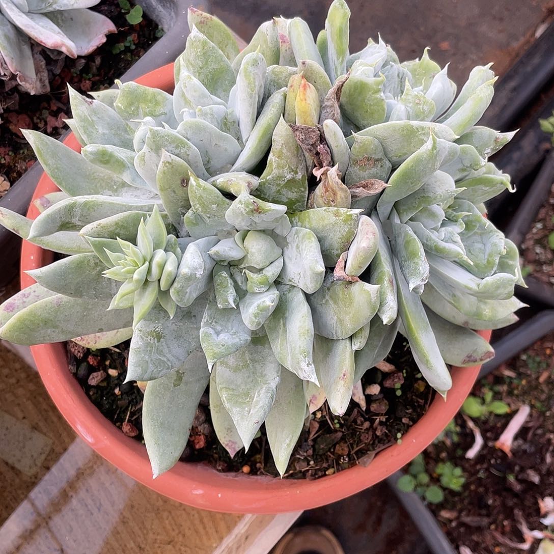 是**吖大花朵老桩多头群生