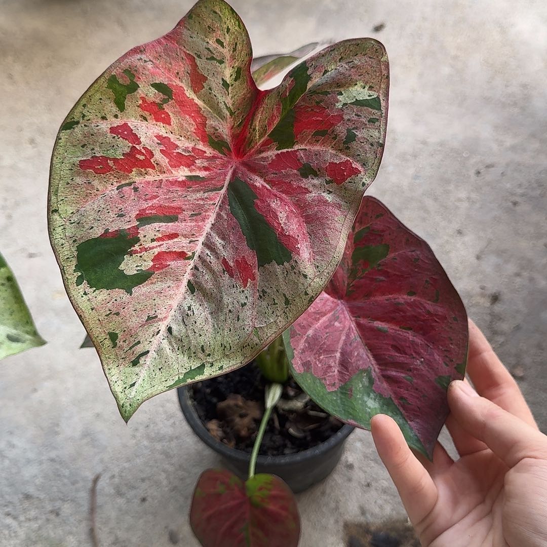 完全开放D012黎明前