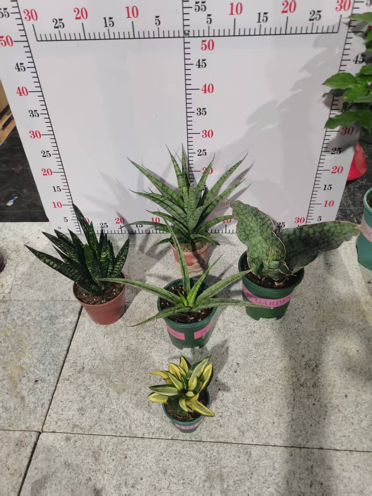 棒叶虎皮兰招财佛手多肉植物室内防辐射好养易活办公桌绿植盆栽