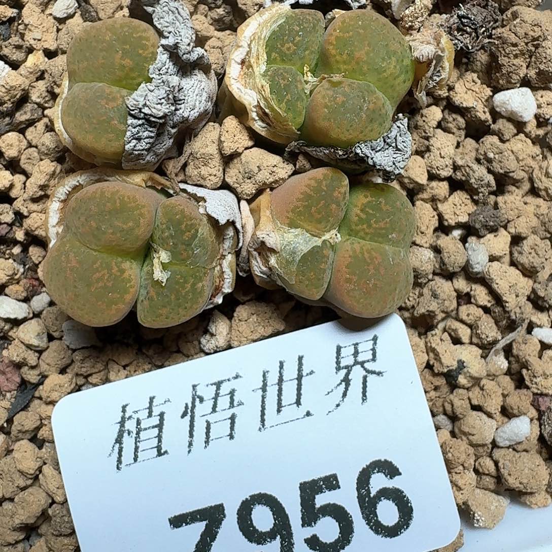 956号多肉植物哇f g