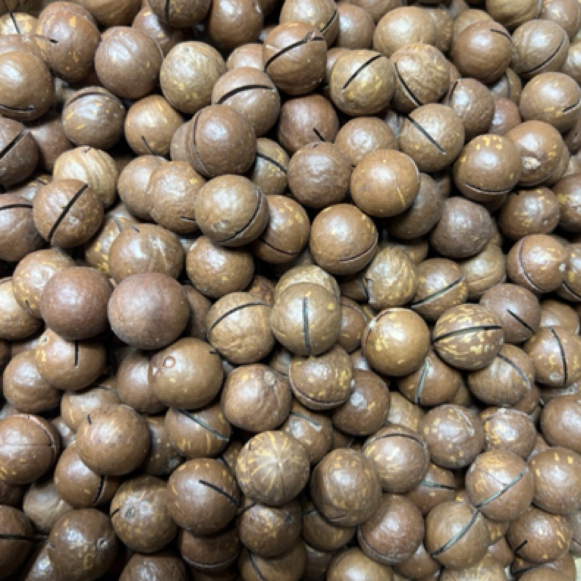 当地夏威夷果（云南高原特色山货）零食吃【喻村长精选】