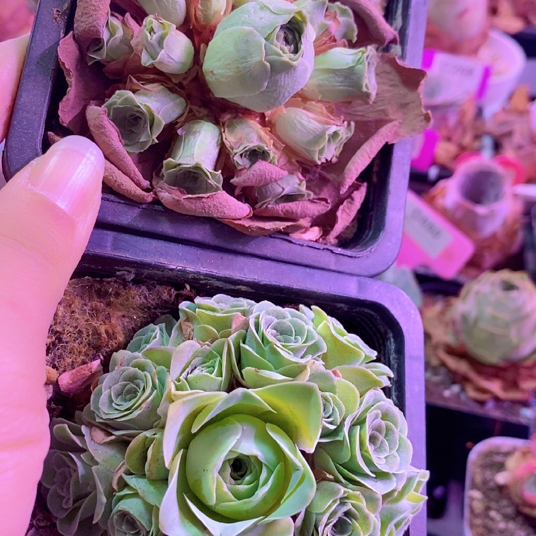 6***q山地玫瑰开播福利一物一拍163