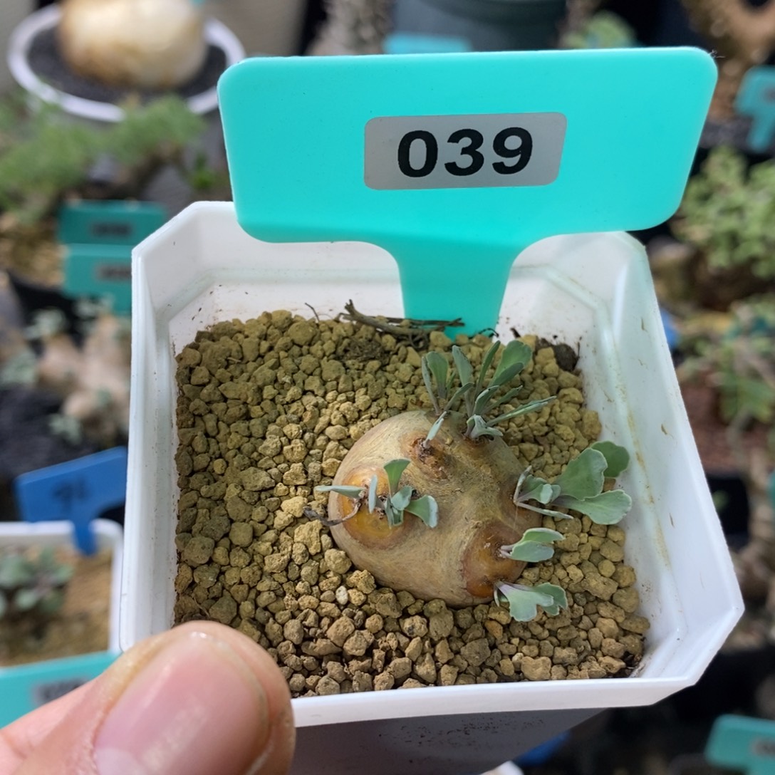 产地格加厚炖菊一个