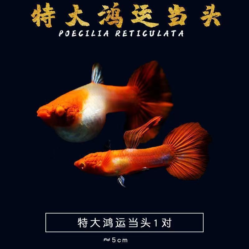 【鸿运当头】孔雀鱼观赏鱼新手好养活体宠物鱼全红大耳巴西红