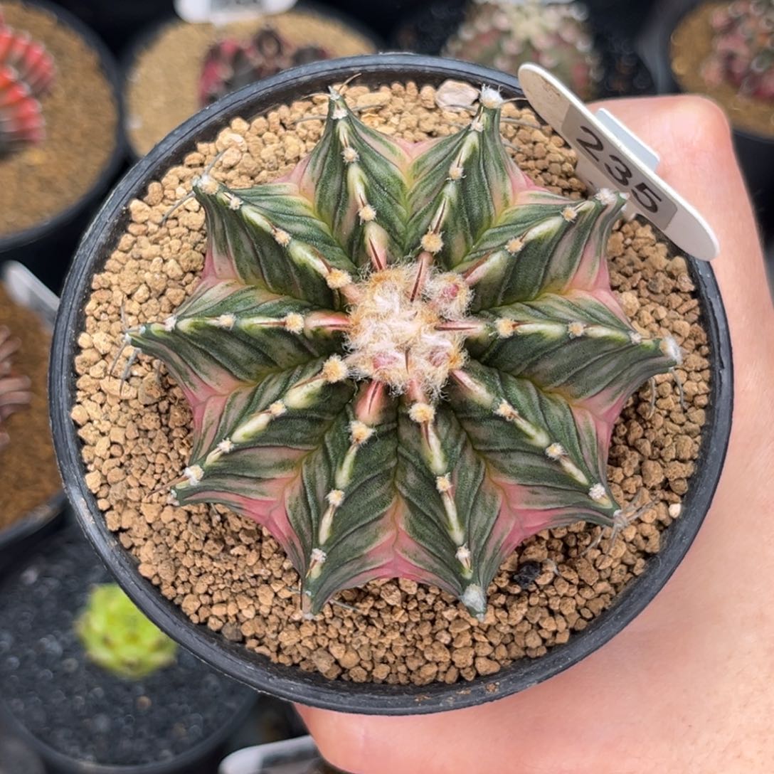 水蜜桃肋骨锦 米哈仙人球