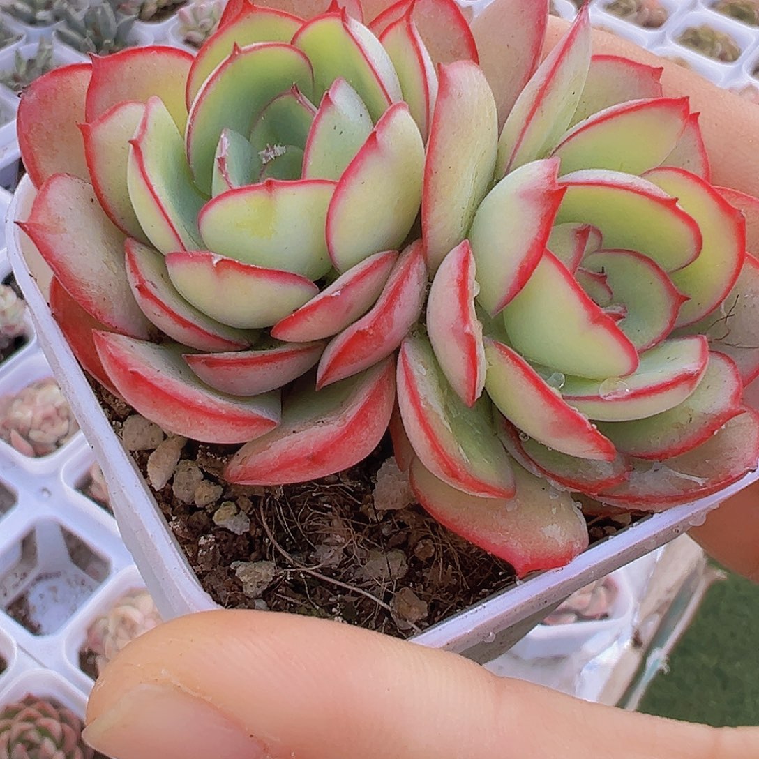 双头牡丹亭19包邮多肉