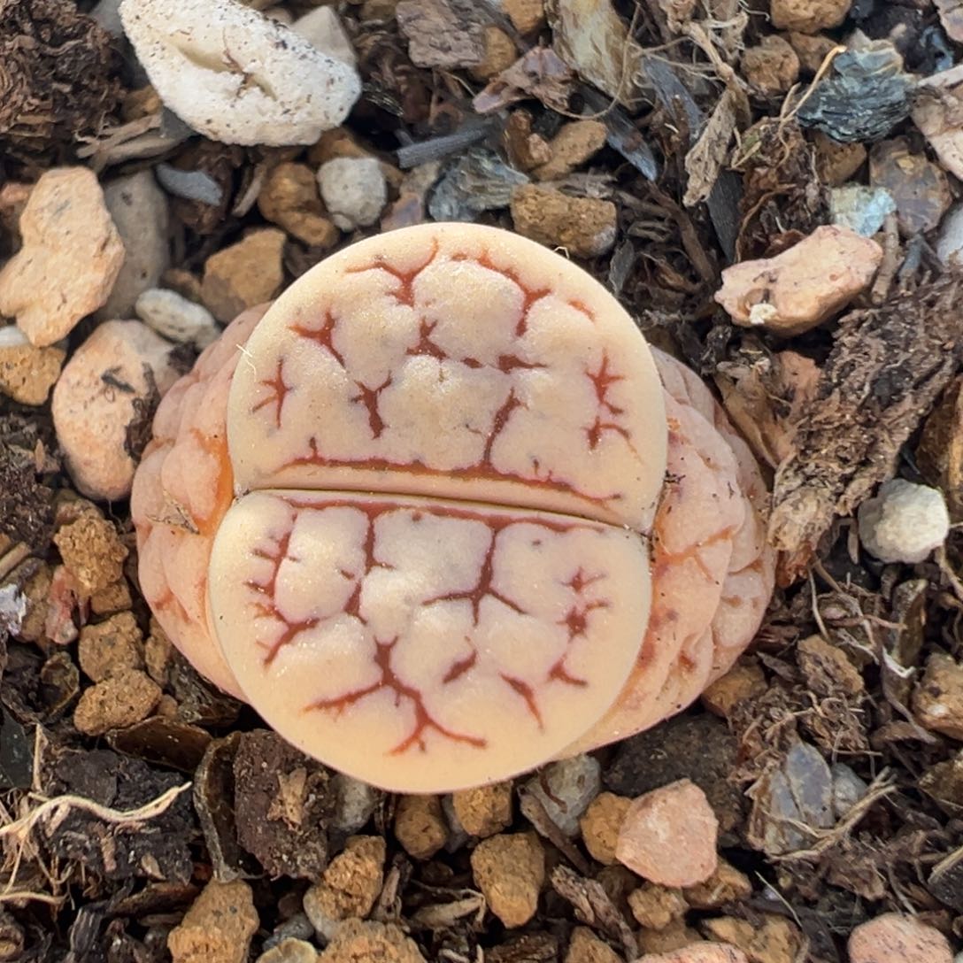 107多肉植物百科知识