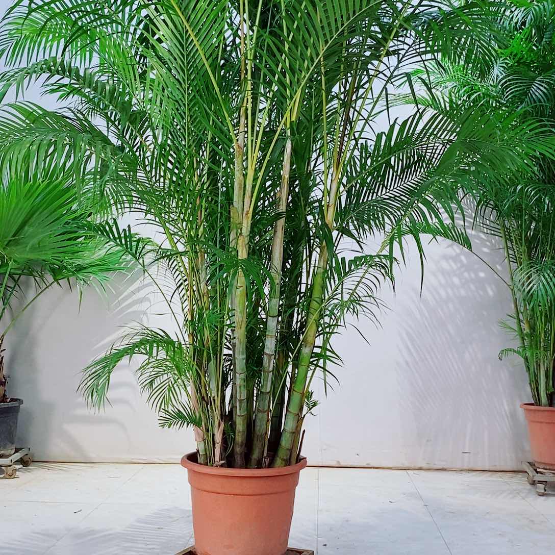 ?****！1223455677777900000