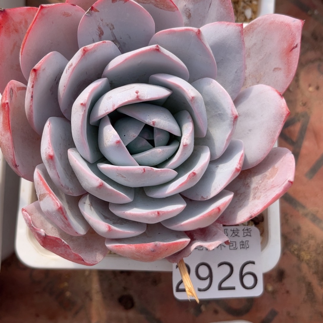 大2926:（x c cv b b