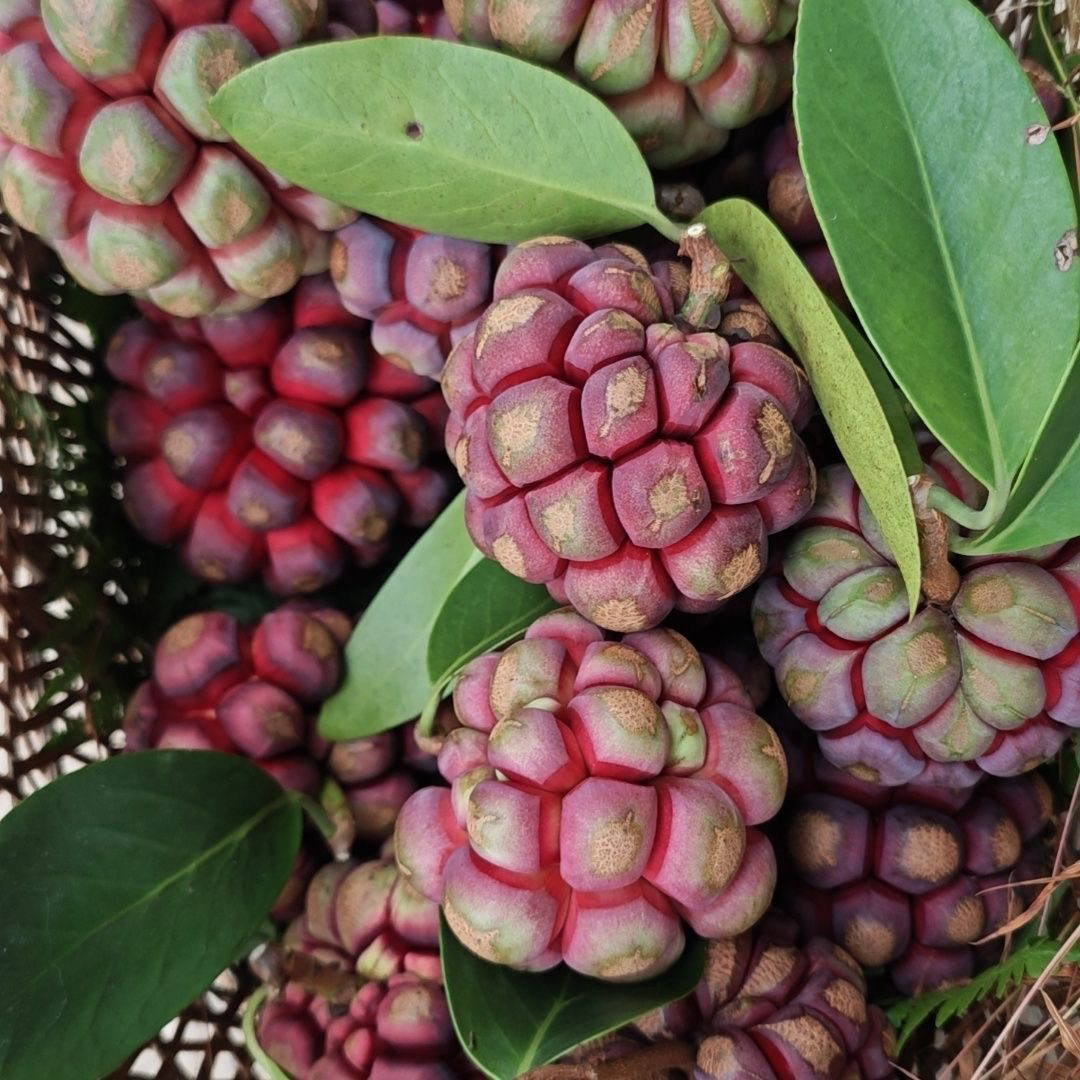 （走夷方现收）高海拔采摘-老虎果