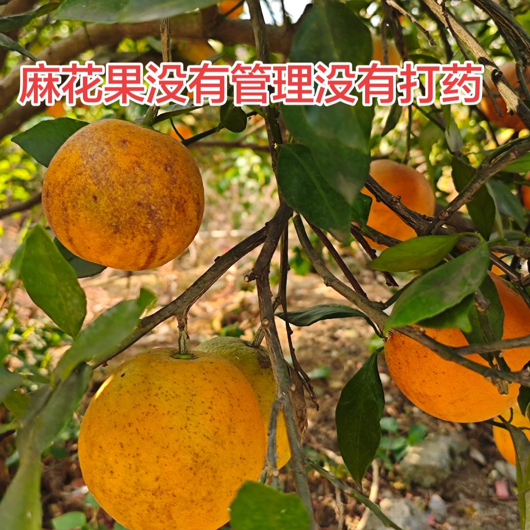 麻花果没打药】麻阳冰糖橙系列新鲜当季包装保鲜套带货包邮