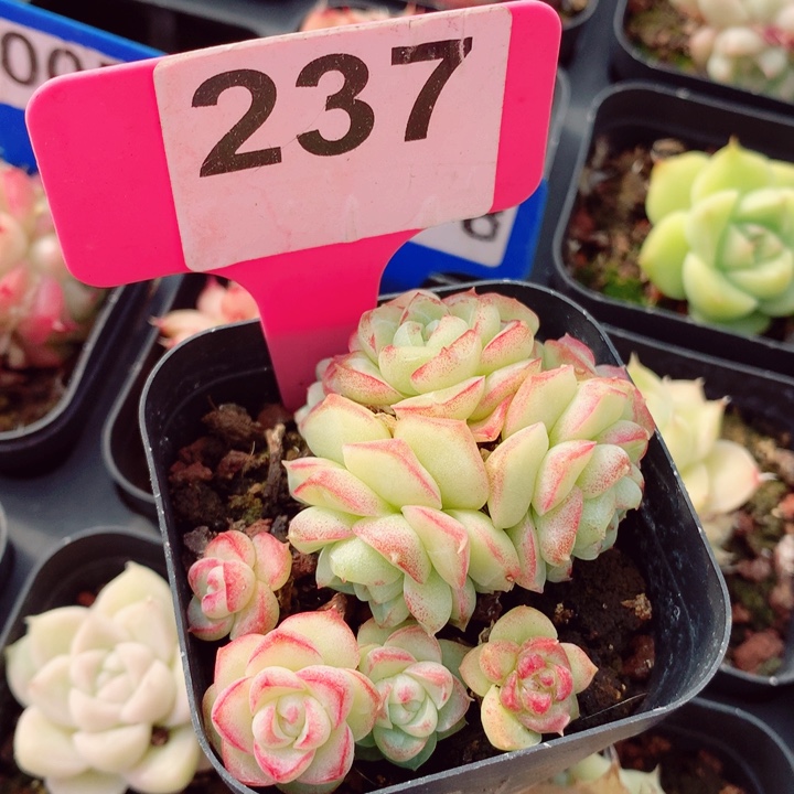 女王6cm不包整群