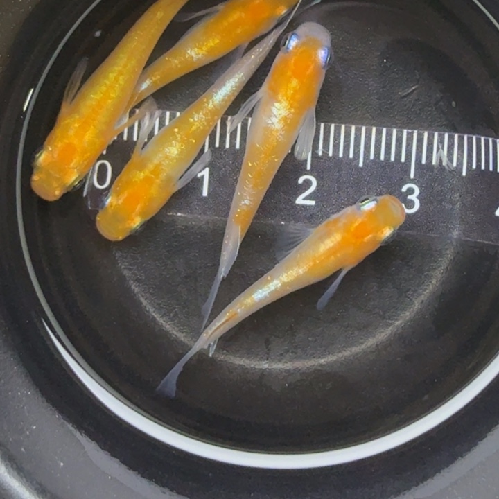 青鳉鱼红白赤壁30号