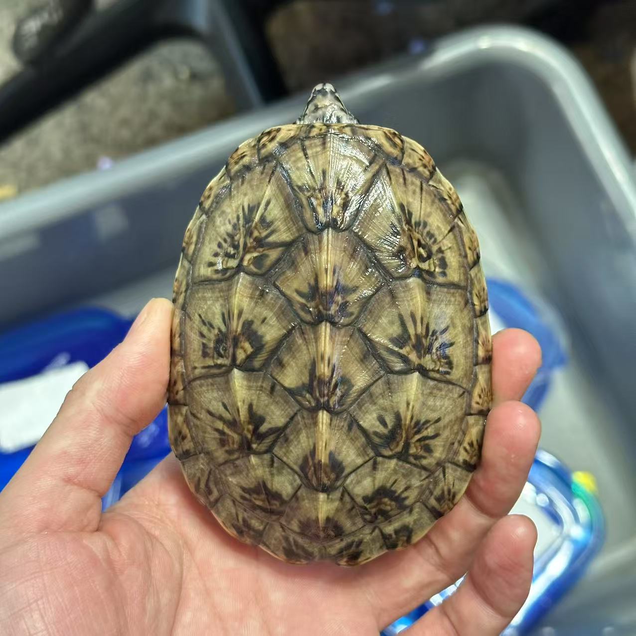 墨蛋龟  背甲长10cm