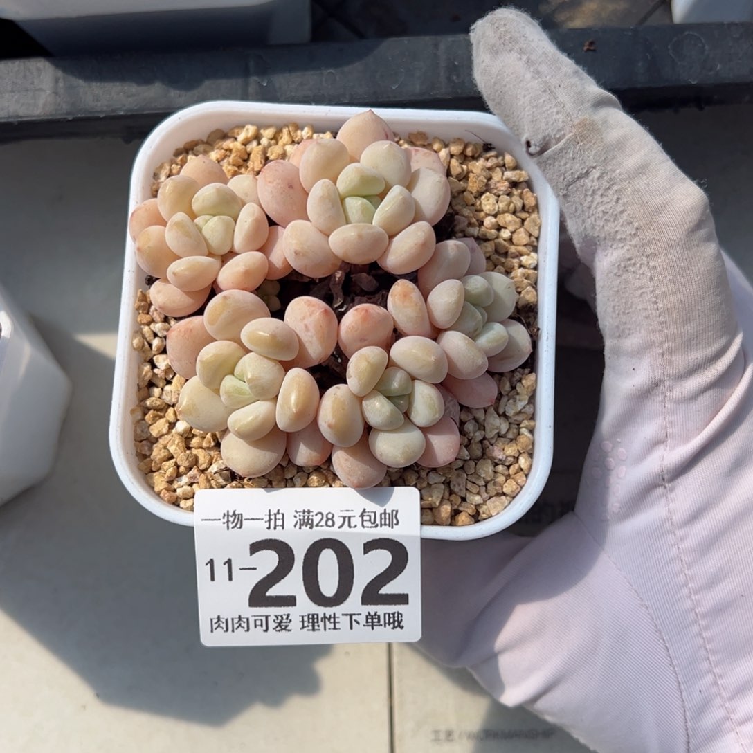 玉如意多肉多肉多肉多肉