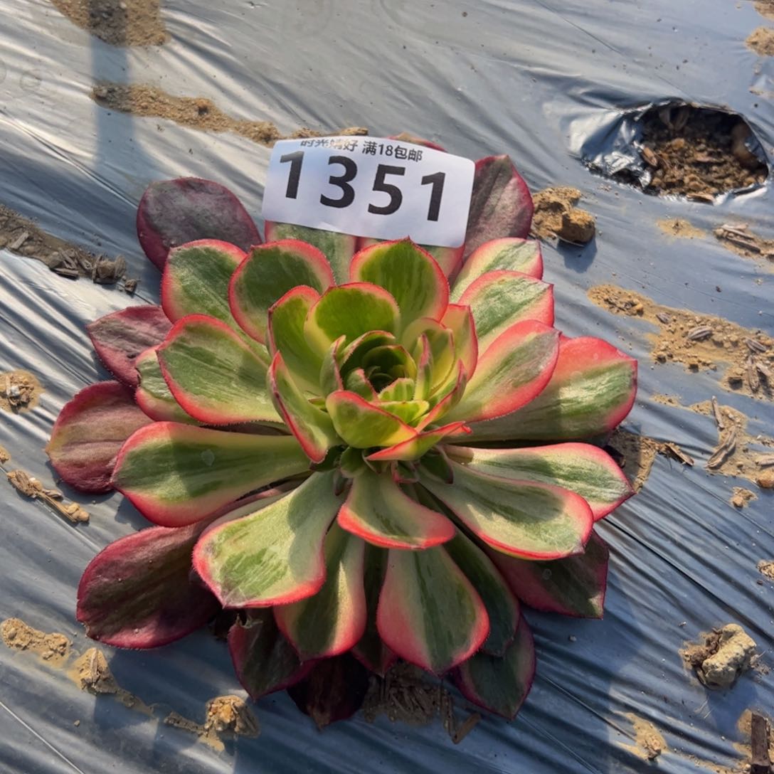 1351黑魔锦多肉植物