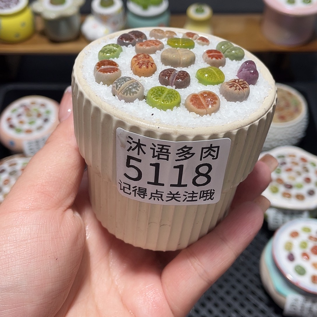 带盆土植物 一物一拍5118