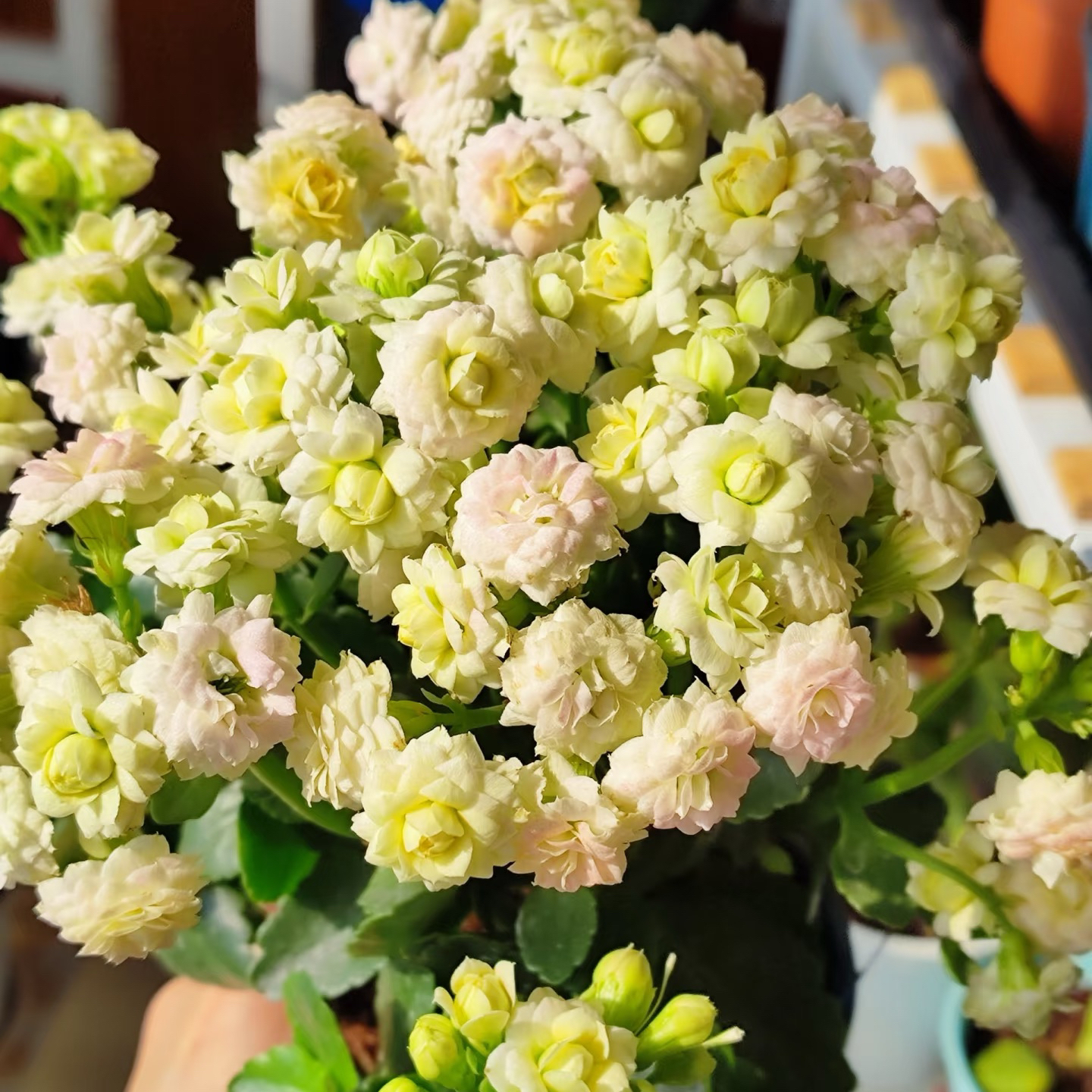 【钻石】110盆新品重瓣长寿花