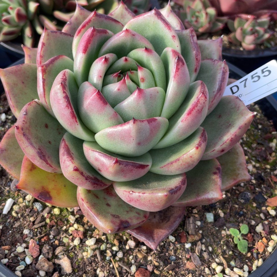 无花朵若如东云组拍D755