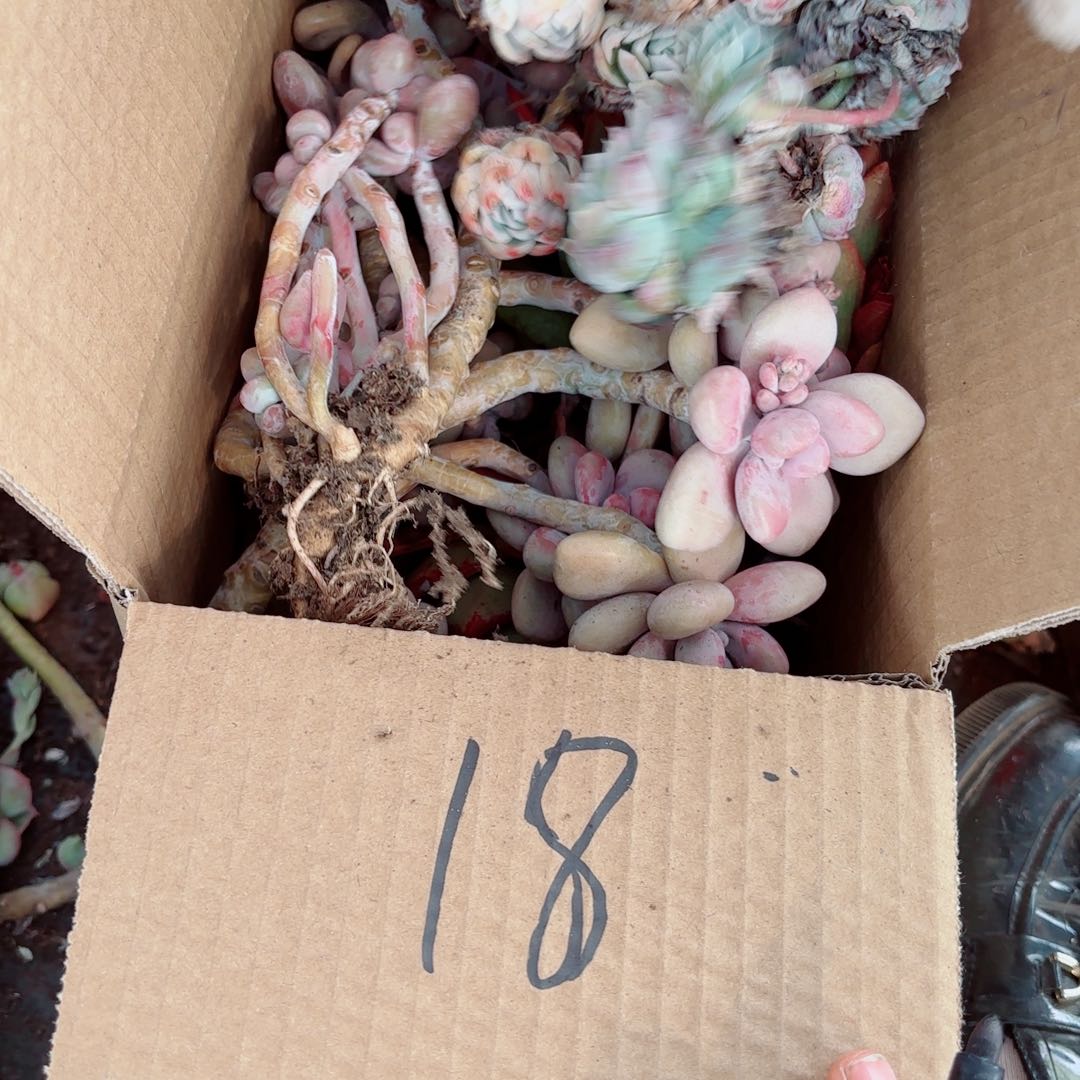 一**光杂花不售后18。        