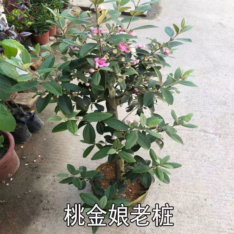 桃金娘果树苗，此链接为一物一拍