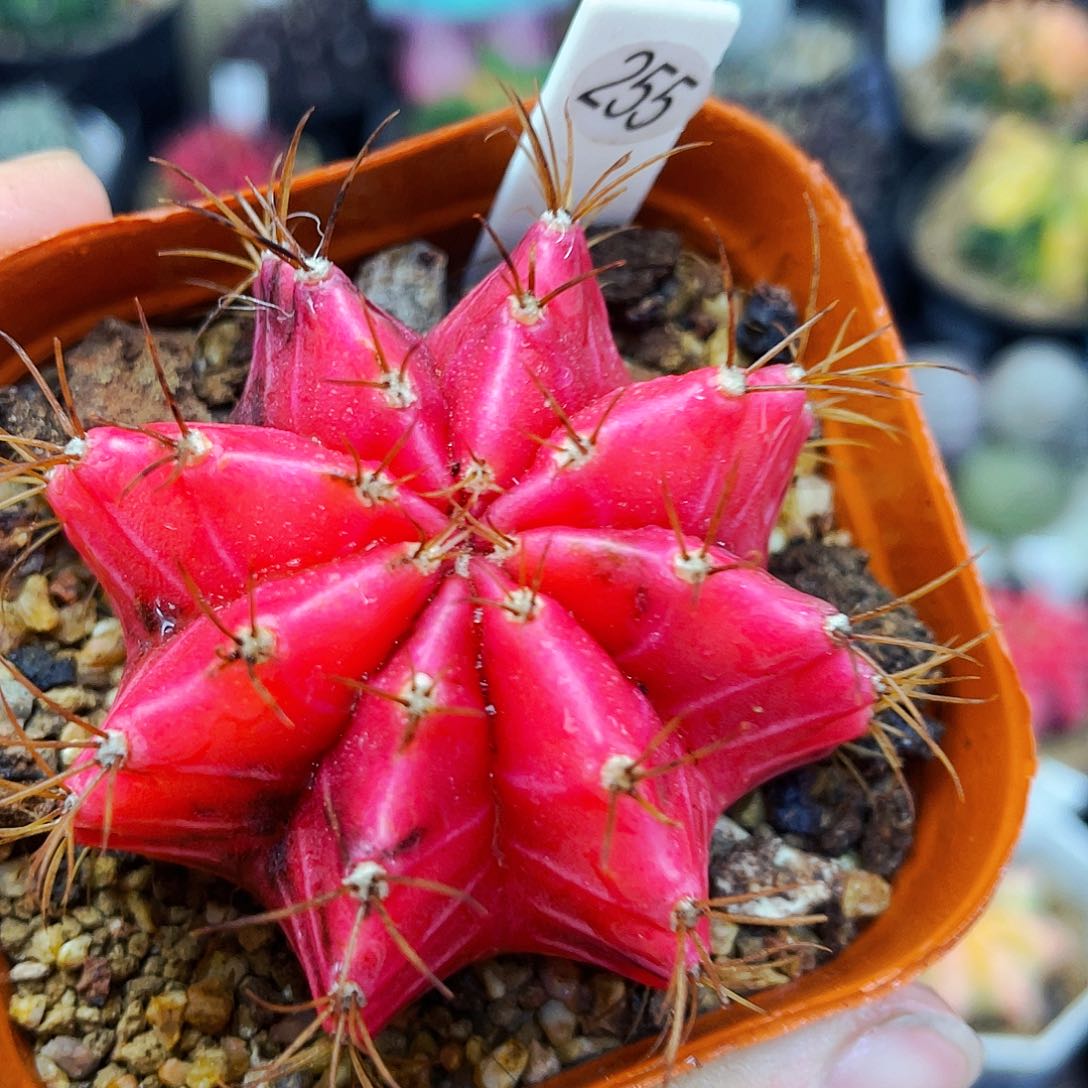 非偏远地区满25包邮仙人球