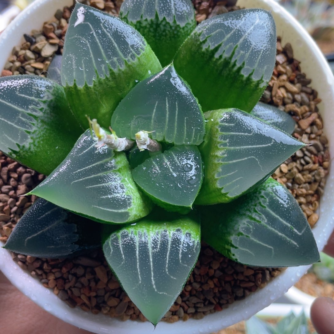 10.十二卷多肉实生克。    