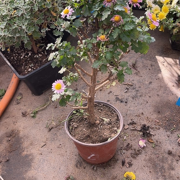 木***梅20菊花菊花计划经济