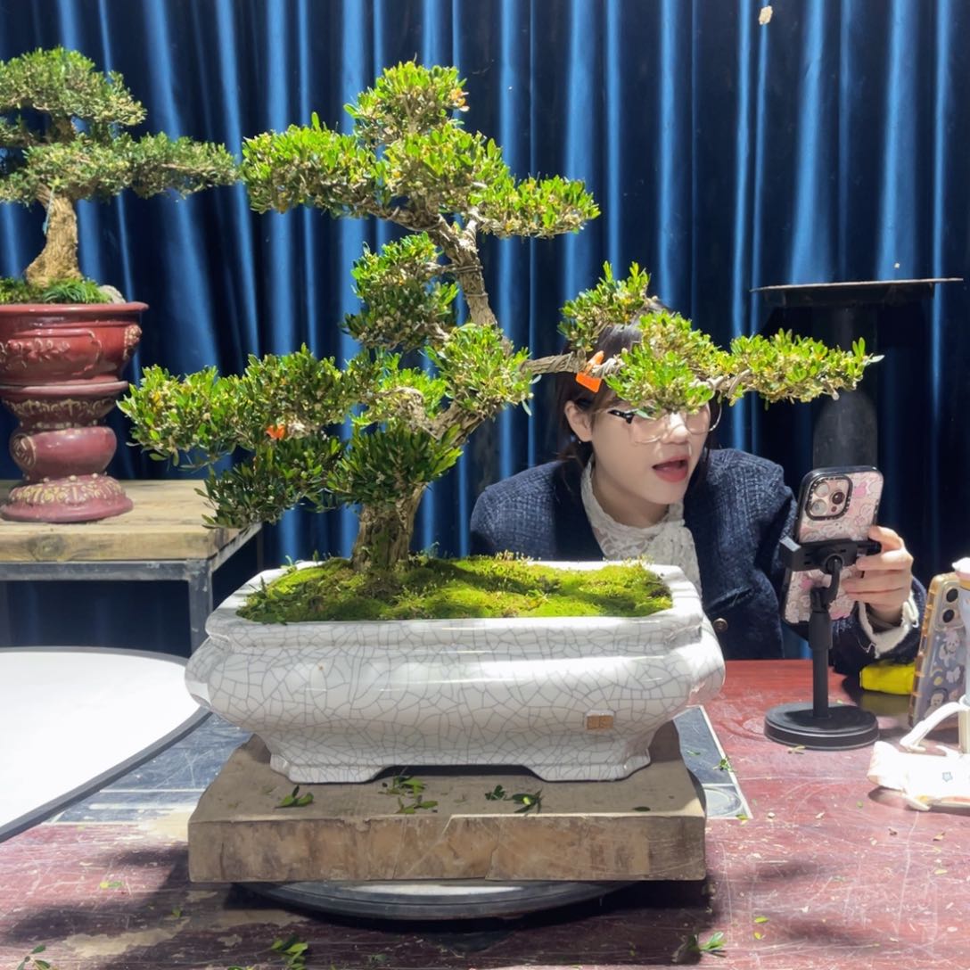 黄杨盆景老桩四季常青