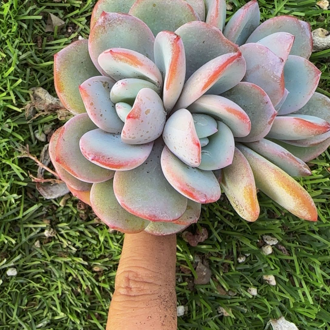 用***8三头圆叶奶茶一字特价